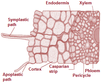 water ion movement root